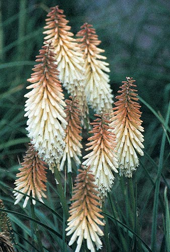 Kniphofia 'Toffee Nosed' (Toffee Nosed Red Hot Poker) slide #19456