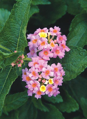 Lantana camara 'Ham and Eggs' (Ham and Eggs Hardy Lantana) slide #23951