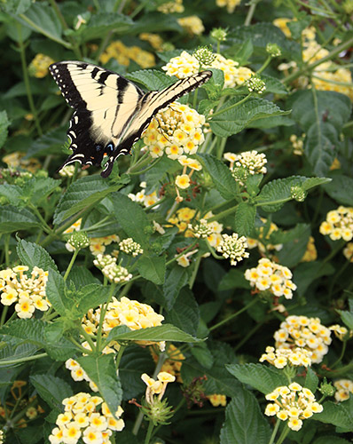 Lantana 'Chapel Hill Yellow' PPAF (Chapel Hill Yellow Lantana) slide #61330