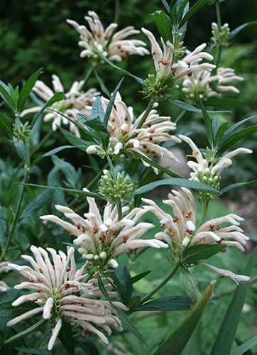 Leonotis leonurus 'Snow Tiger' (Snow Tiger Lion's Ear) slide #60890