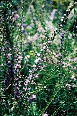 Liatris microcephala (Narrow Leaf Blazing Star) slide #14427