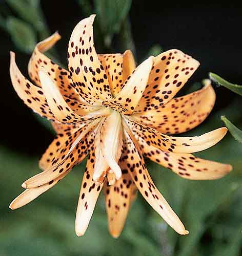 Lilium lancifolium 'Florepleno' (Double Flower Tiger Lily) slide #19591