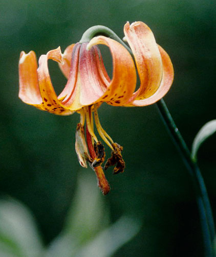 Lilium michiganense (Michigan Lily) slide #23883