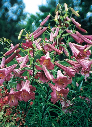 Lilium 'Pink Perfection' (Pink Perfection Lily) slide #29509