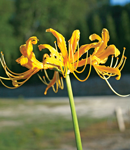 Lycoris traubii (Traub's Surprise Lily) slide #60204