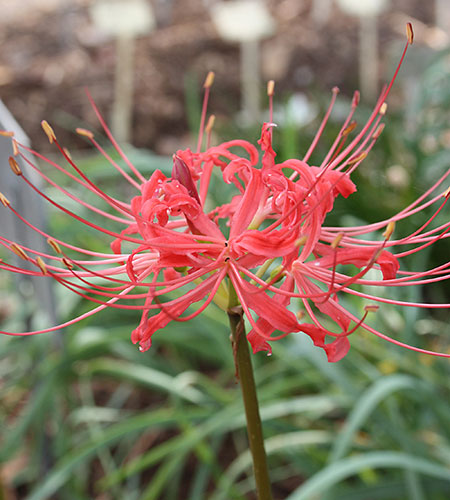 Lycoris radiata var. pumila 'Red China' (Red China Surprise Lily) slide #62125