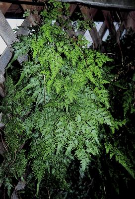 Lygodium japonicum (Japanese Climbing Fern) slide #7947