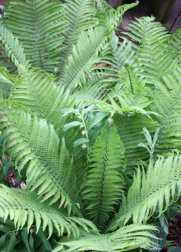 Matteuccia struthiopteris 'The King' (The King Ostrich Fern) slide #61200