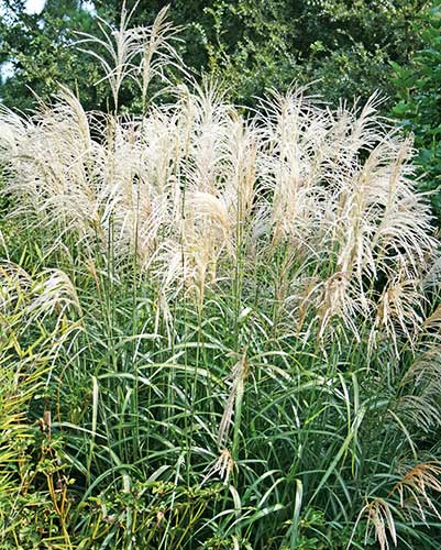 Miscanthus 'Andante' (Andante Maiden Grass) slide #60260
