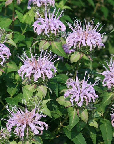 Monarda bartlettii 'Puerto Purificacion' (Bartlett's Bee Balm) slide #60205