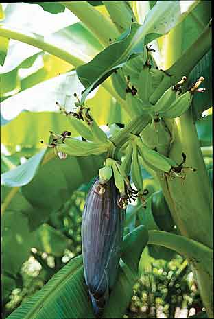 Musa 'Orinoco' (Orinoco Banana) slide #17545