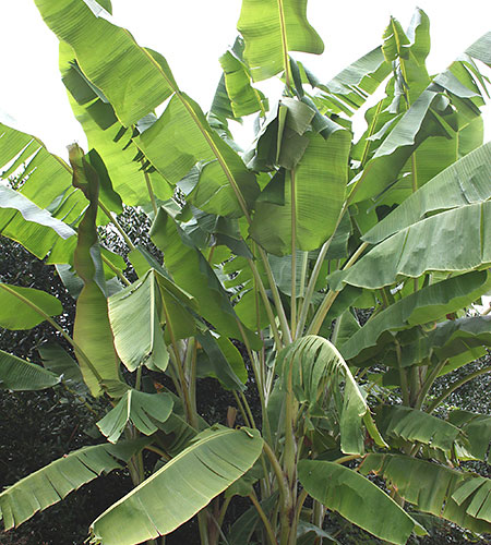 Musa yunnanensis (Yunnan Hardy Banana) slide #62127