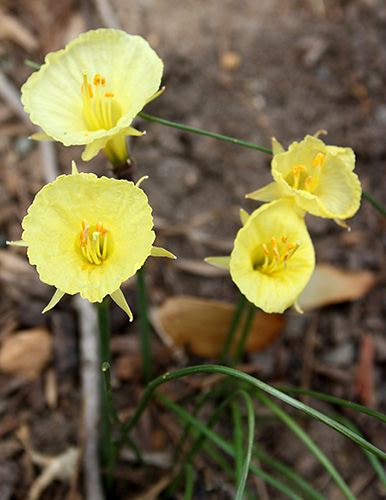 Narcissus romieuxii 'Julia Jane' (Julia Jane Narcissus) slide #61863