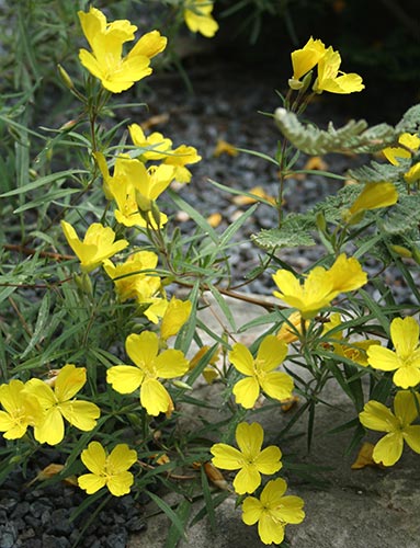 Oenothera 'Lemon Drop' PP 16,393 (Lemon Drop Evening Primrose) slide #60388