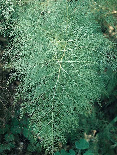 Onychium japonicum 'Sichuan Lace' (Sichuan Lace Cat's Claw Fern) slide #16055