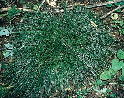 Ophiopogon japonicus 'Seoulitary Man' (Clumping Mondo Grass) slide #11669