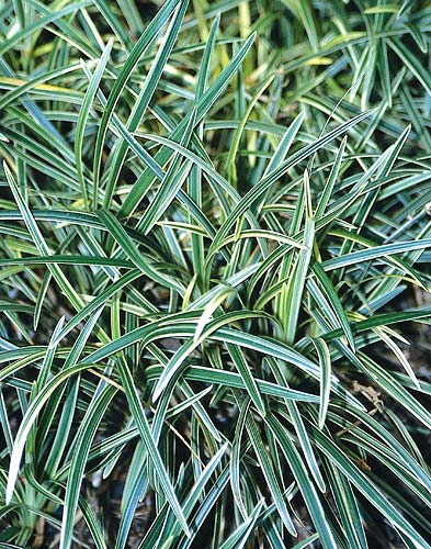 Ophiopogon 'Haku ryu Ko' (White Dragon Light Mondo Grass) slide #24034