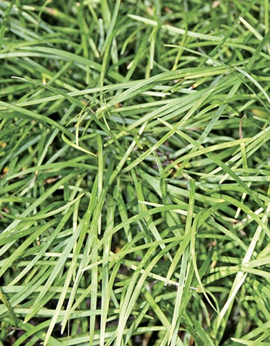 Ophiopogon formosanus BSWJ 3659 (Taiwan Mondo Grass) slide #60211