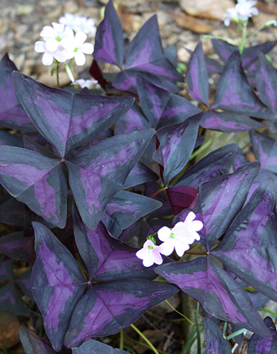 Oxalis regnellii 'Triangularis' (Purple and Black False Shamrock) slide #60968