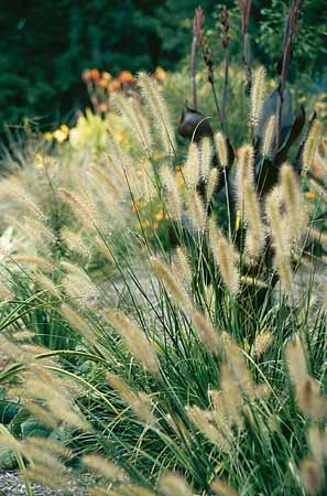 Pennisetum alopecuroides 'Foxtrot' (Foxtrot Fountain Grass) slide #12512