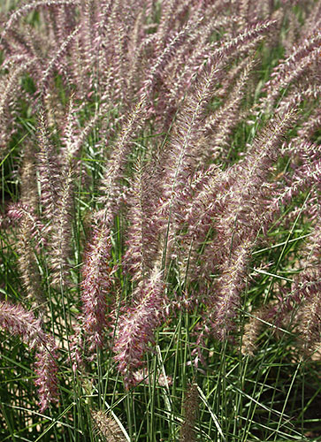 Pennisetum orientale 'Karley Rose' PP 12,909 (Oriental Fountain Grass) slide #61450