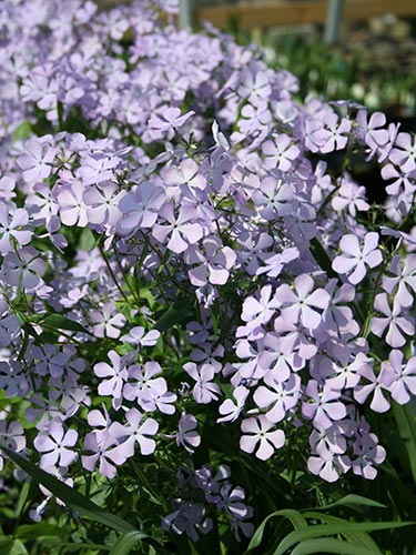 Phlox divaricata 'Lemon Slice' (Blue Woodland Phlox) slide #60391