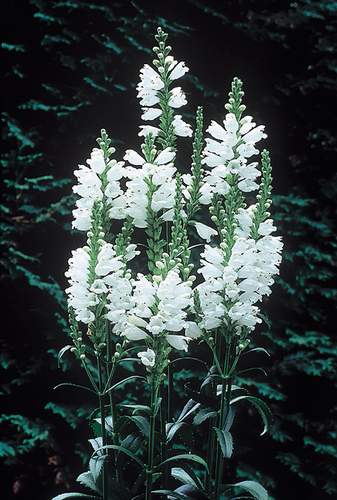 Physostegia virginiana 'Miss Manners' PP 12,637 (Well-Behaved Obedient Plant) slide #14395