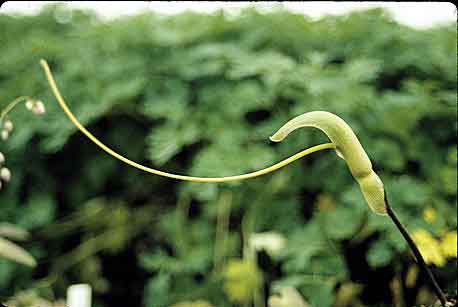 Pinellia cordata (Miniature Green Dragon) slide #13213