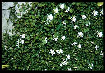 Pratia angulata (Fragrant Carpet) slide #10210