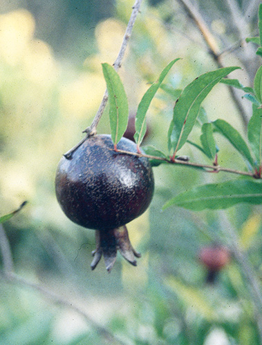 Punica granatum 'Eight Ball' (Eight Ball Hardy Pomegranate) slide #16272