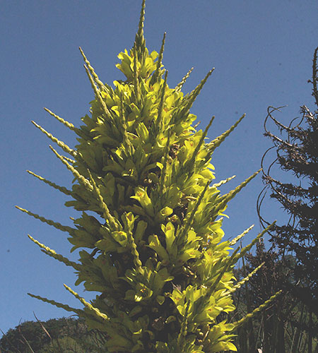 Puya chiliensis (Chile Puya) slide #62133