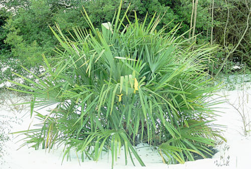 Rhapidophyllum hystrix (Needle Palm) slide #1679