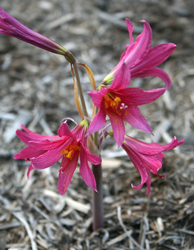 Rhodophiala bifida Carmine Pink forms (Carmine Pink Oxblood Lily) slide #60904