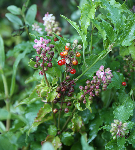 Rivina humilis (Pigeonberry) slide #62135