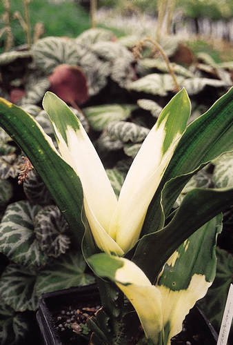 Rohdea japonica 'Washitakakuma' (Washitakakuma Sacred Lily) slide #13216