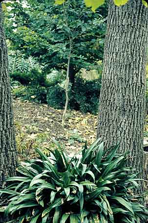 Rohdea japonica (Sacred Lily) slide #16364