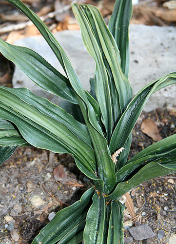 Rohdea japonica 'Nobori Ryu' (Climbing Dragon Sacred Lily) slide #60333