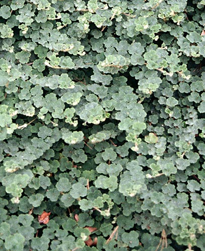 Rubus pentalobus 'Emerald Carpet' (Creeping Rubus) slide #4736