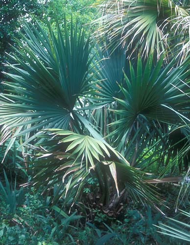 Sabal x texensis 'Brazoria' (Brazoria Palmetto Palm) slide #17546