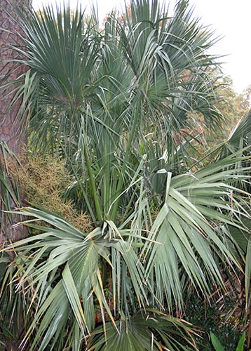 Sabal palmetto 'Tifton Hardy' (Tifton Hardy Palmetto Palm) slide #60907