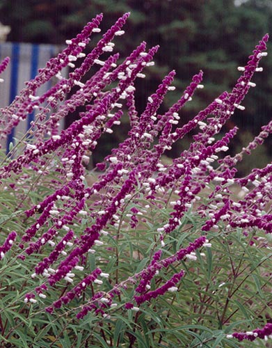 Salvia leucantha (Mexican Bush Sage) slide #12832