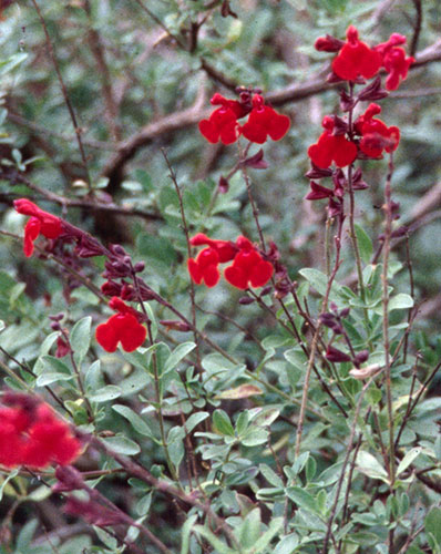 Salvia greggii 'Flame' (Flame Texas Sage) slide #12861