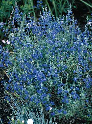 Salvia chamaedryoides (Blue Oak Sage) slide #13544