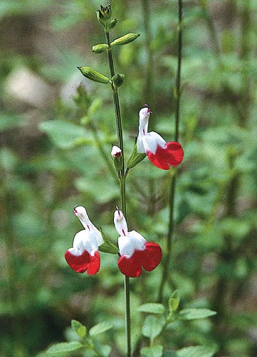 Salvia microphylla 'Hot Lips' (Hot Lips Sage) slide #21581