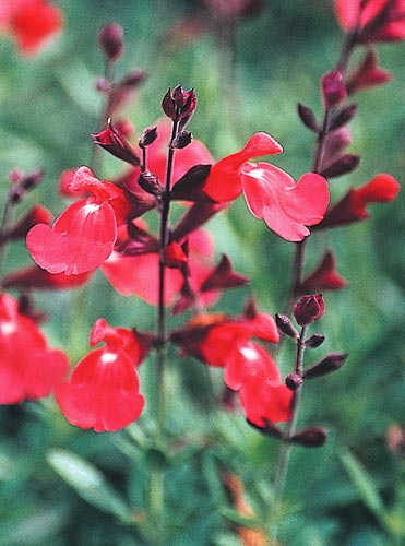 Salvia greggii 'Lipstick' (Lipstick Texas Sage) slide #24671