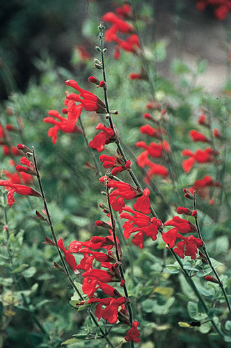 Salvia darcyi (Mexican Sage) slide #24687