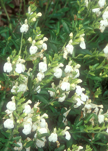 Salvia greggii 'Texas Wedding' (White Texas Sage) slide #28628