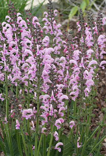 Salvia 'Eveline' PP 14,905 (Eveline Sage) slide #61212