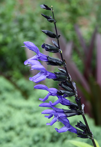 Salvia guaranitica 'Black and Blue' (Domestic Violence Anise Sage) slide #61213