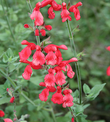 Salvia darcyi (Mexican Sage) slide #62136